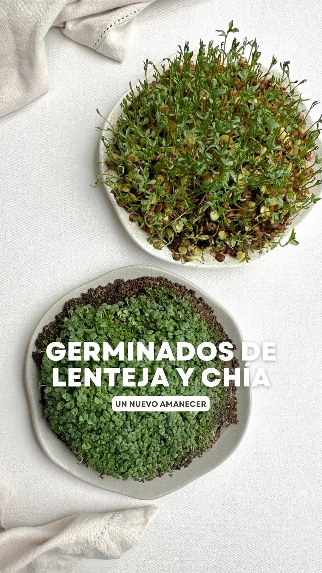 germinados-de-lenteja-y-chia