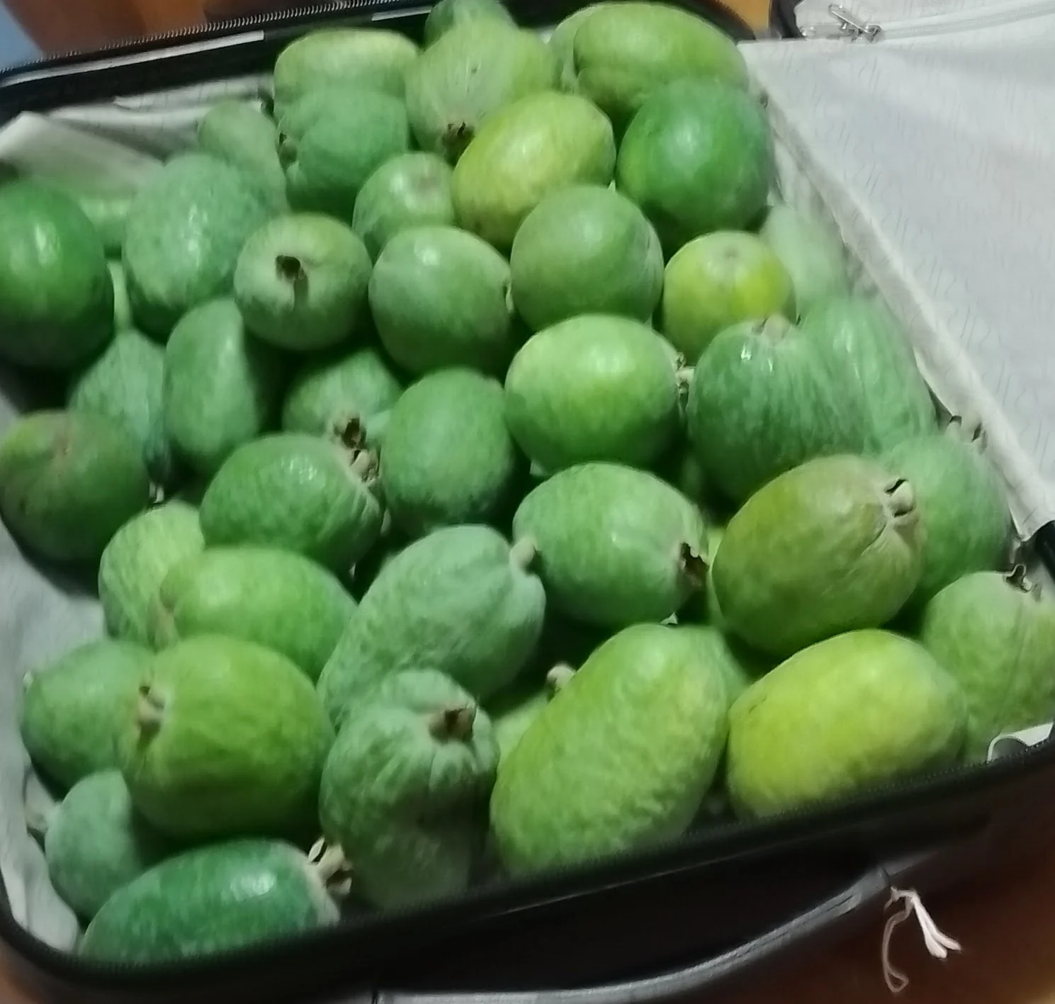 feijoa-fizz