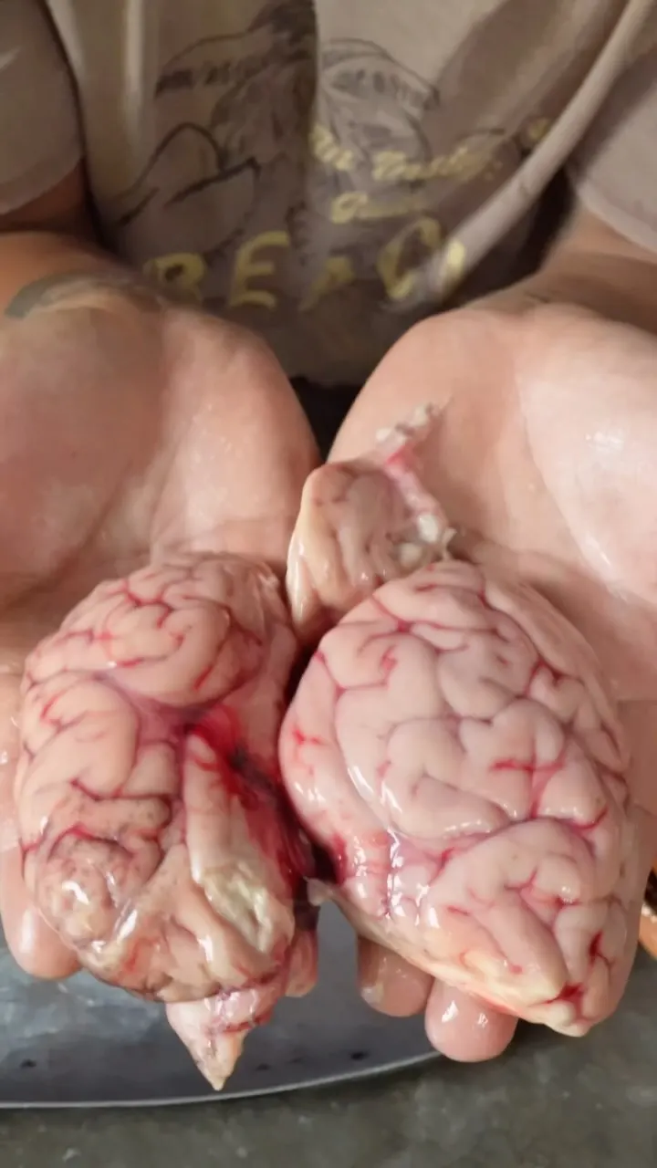 cerebros-revueltos-scrambled-brains