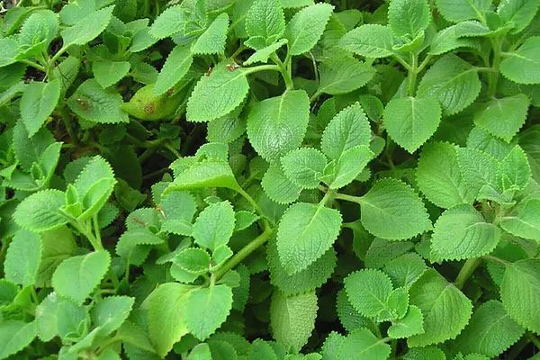 siro-hung-chanh:-bi-quyet-tu-nhien-tri-ho-va-cam-lanh-hieu-qua-or-duoc-binh-djong