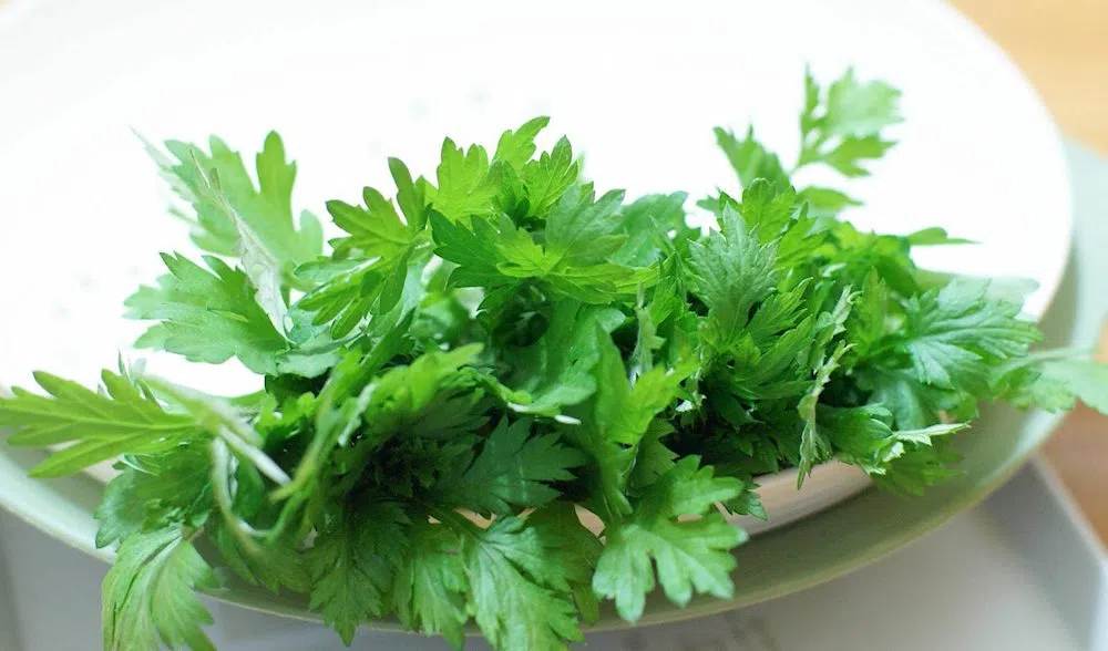 tac-dung-cua-ngai-cuu-voi-chu-ky-kinh-nguyet-cua-phu-nu-or-duoc-binh-djong