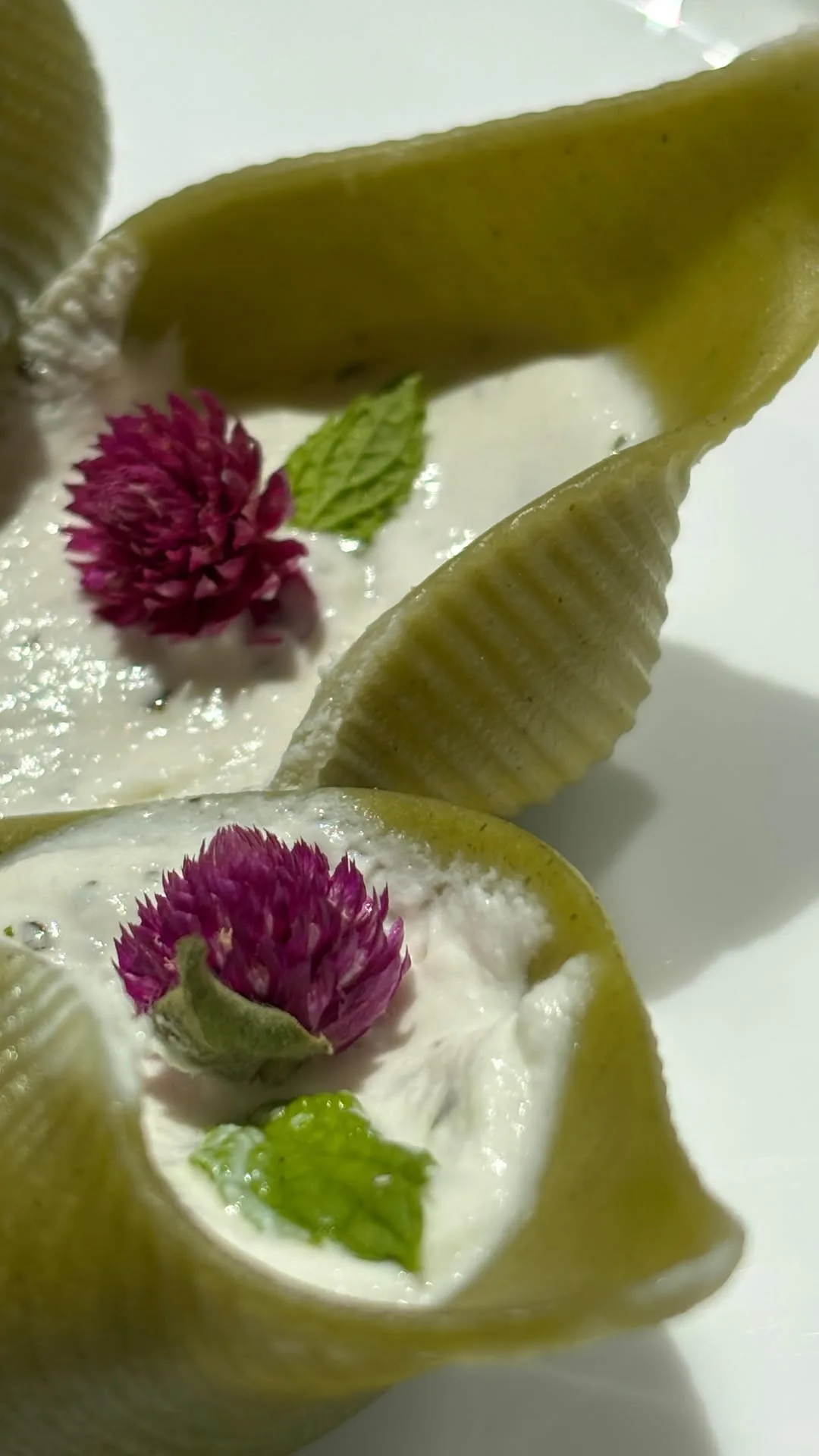 shells-in-bloom