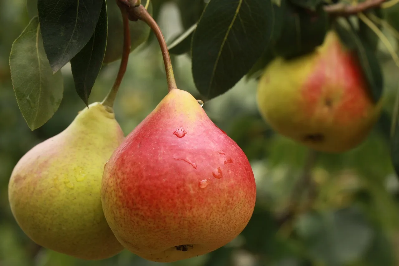 poire-rotie-au-four-avec-yogourt-grec-et-cereales-avoine-croquantes
