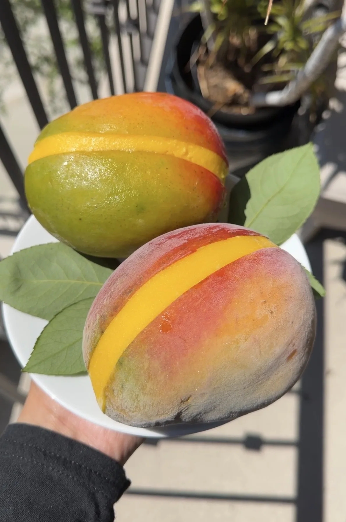 real-fruit-mango-sorbet-recipe