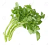 watercress, garnish