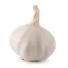 fresh garlic