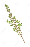 Sprigs of thyme