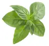 To garnish: basil leaves