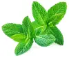 fresh mint, thinly sliced