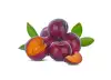 fresh plums, thinly sliced