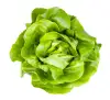 Butter lettuce