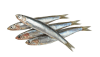 anchovies
