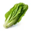 romaine lettuce