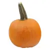 sugar pie pumpkin