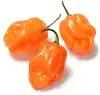 habanero
