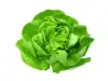 butter leaf lettuce