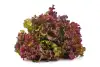 red lettuce