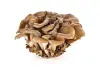 large oyster or Maitake mushroom
