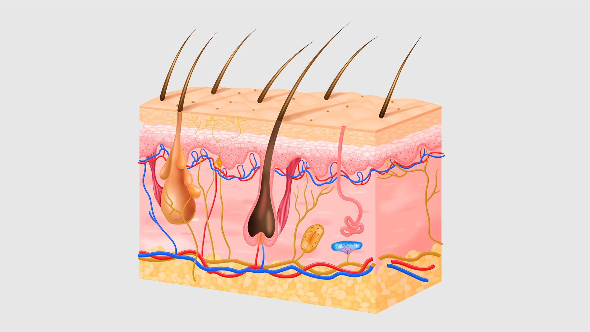 Mô hình cấu trúc da 03 lớp