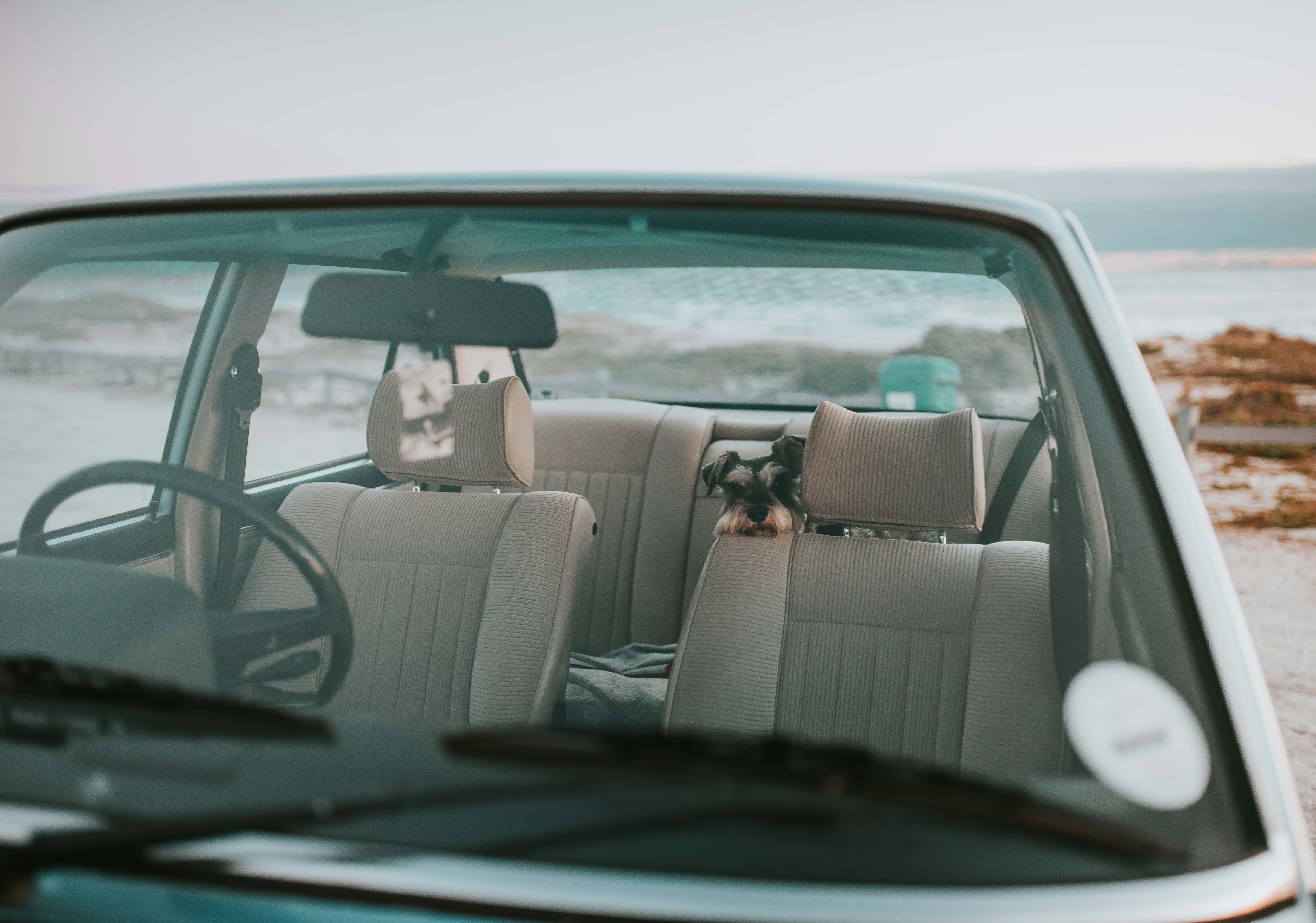 terrier in back seat of car at beach