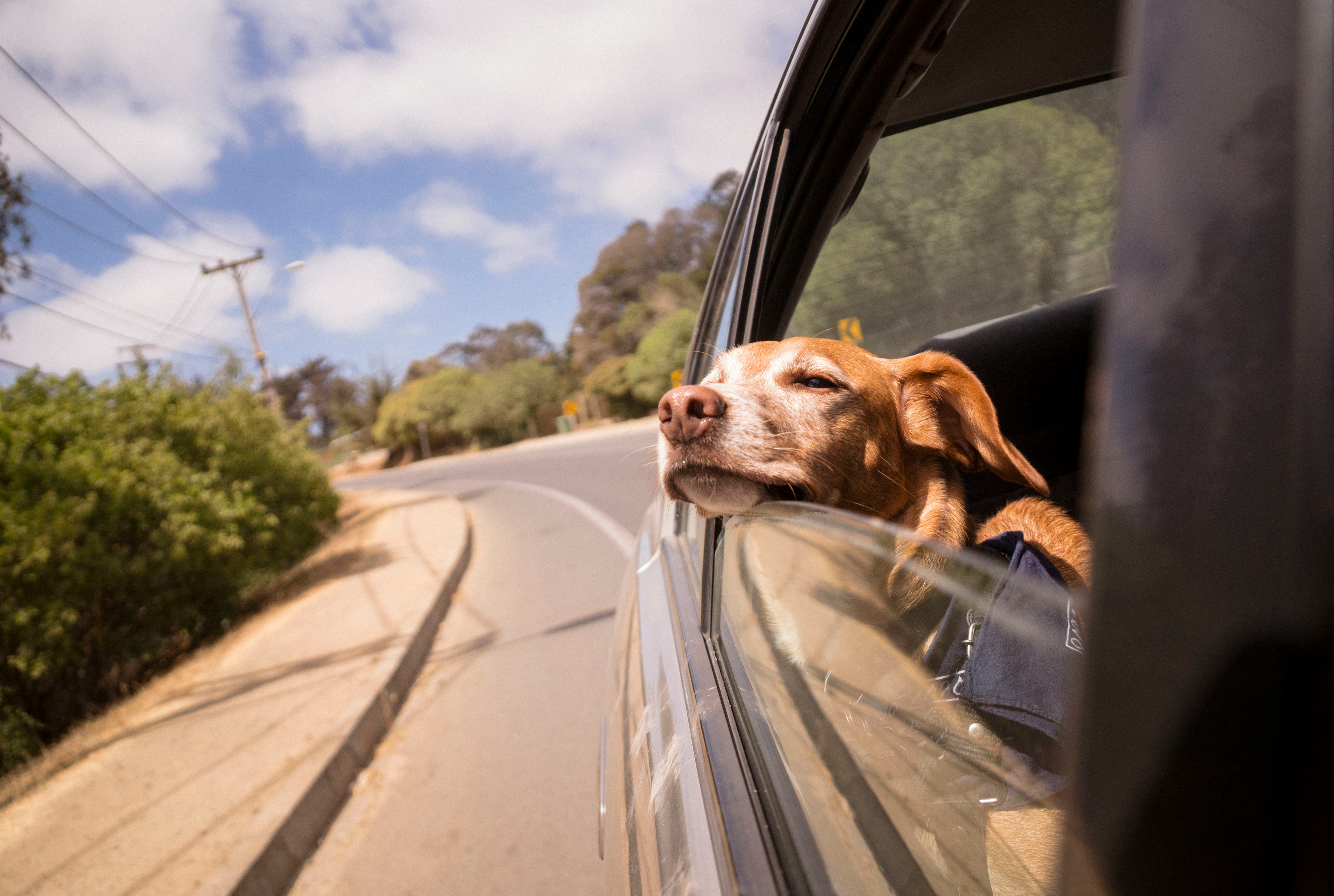 old dog looking out window of car