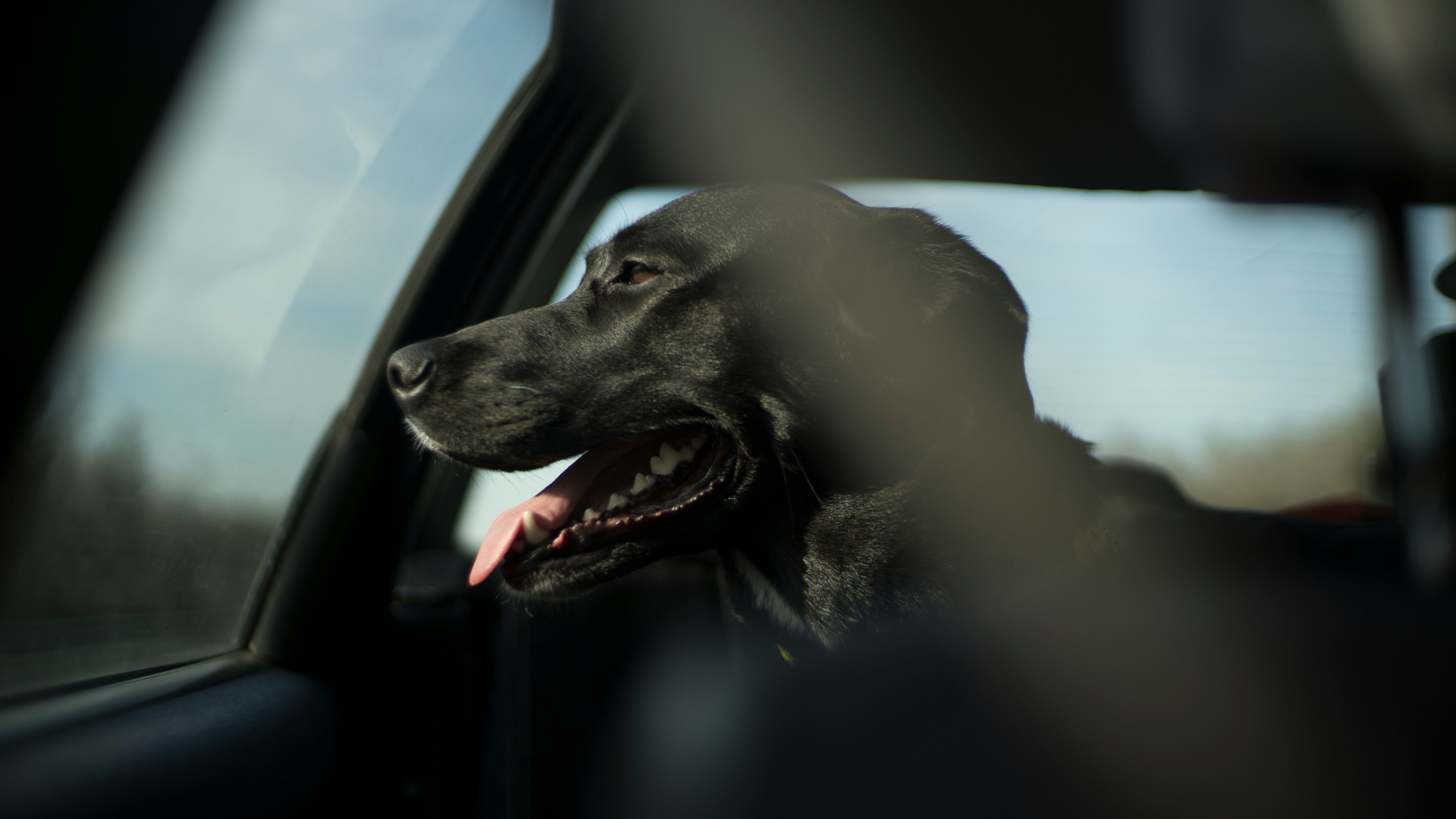 a happy black lab looking out a car window