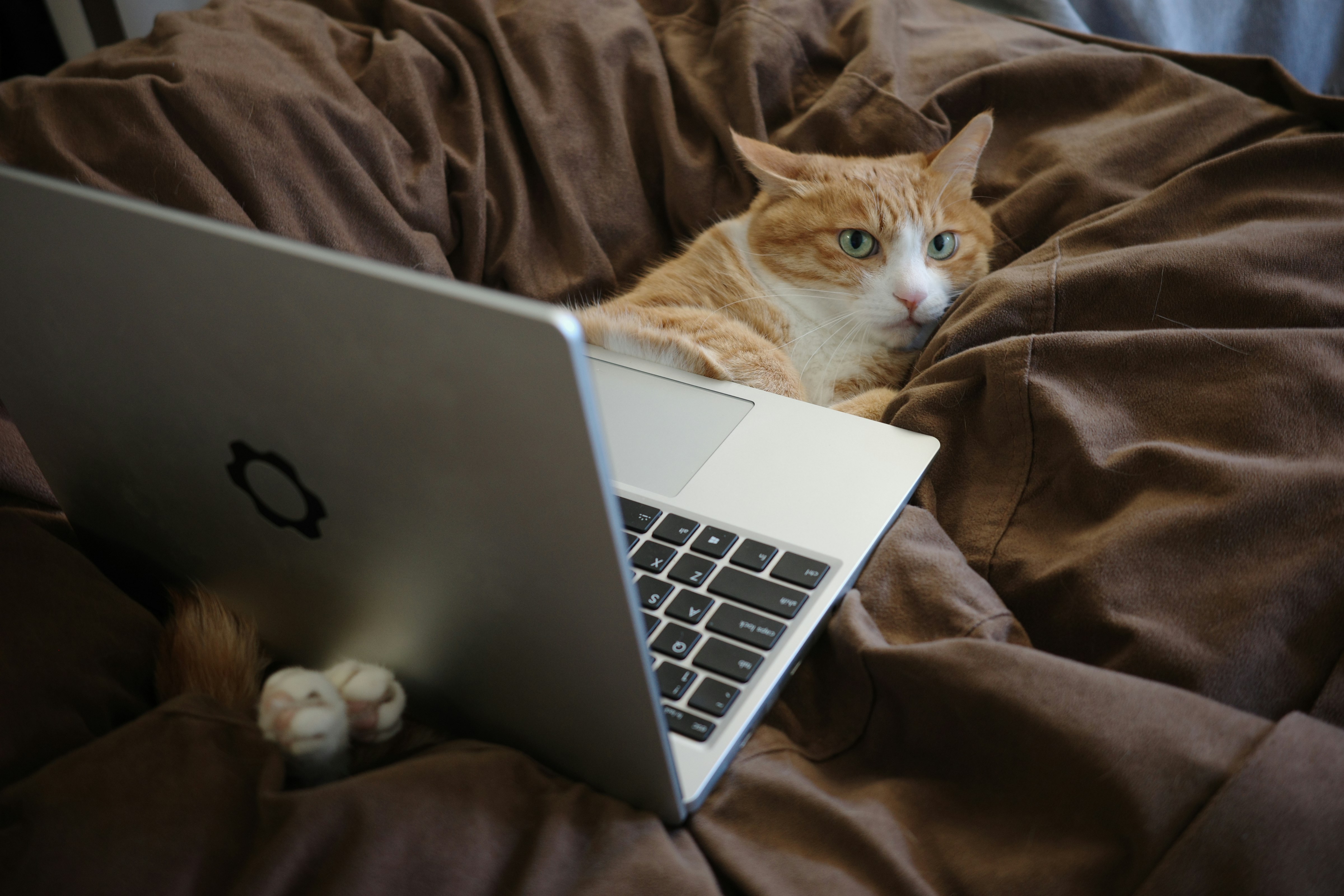 confused orange cat under laptop on bed
