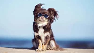How to take care of your dog's eyes 