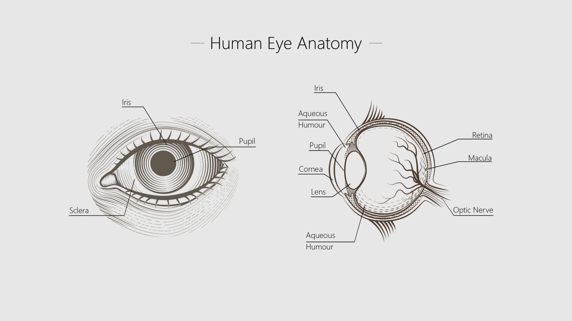 Axenfeld Rieger Syndrome: A Genetic Disorder Of The Eyes