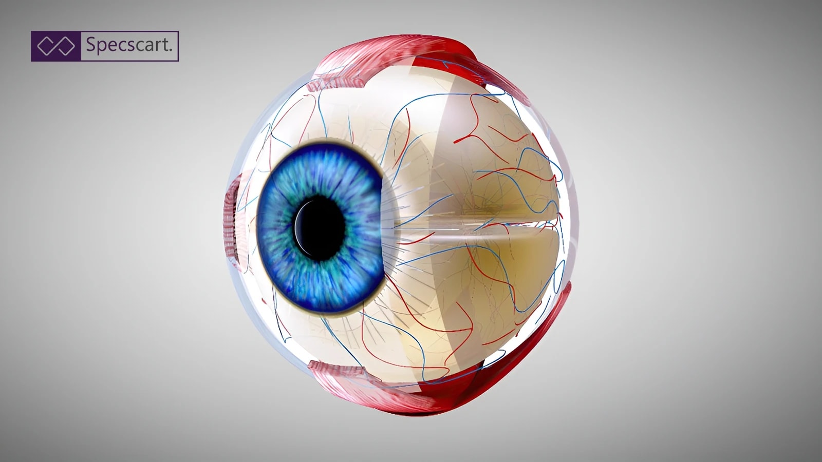 Function and Structure of the Eye