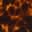 Tortoiseshell