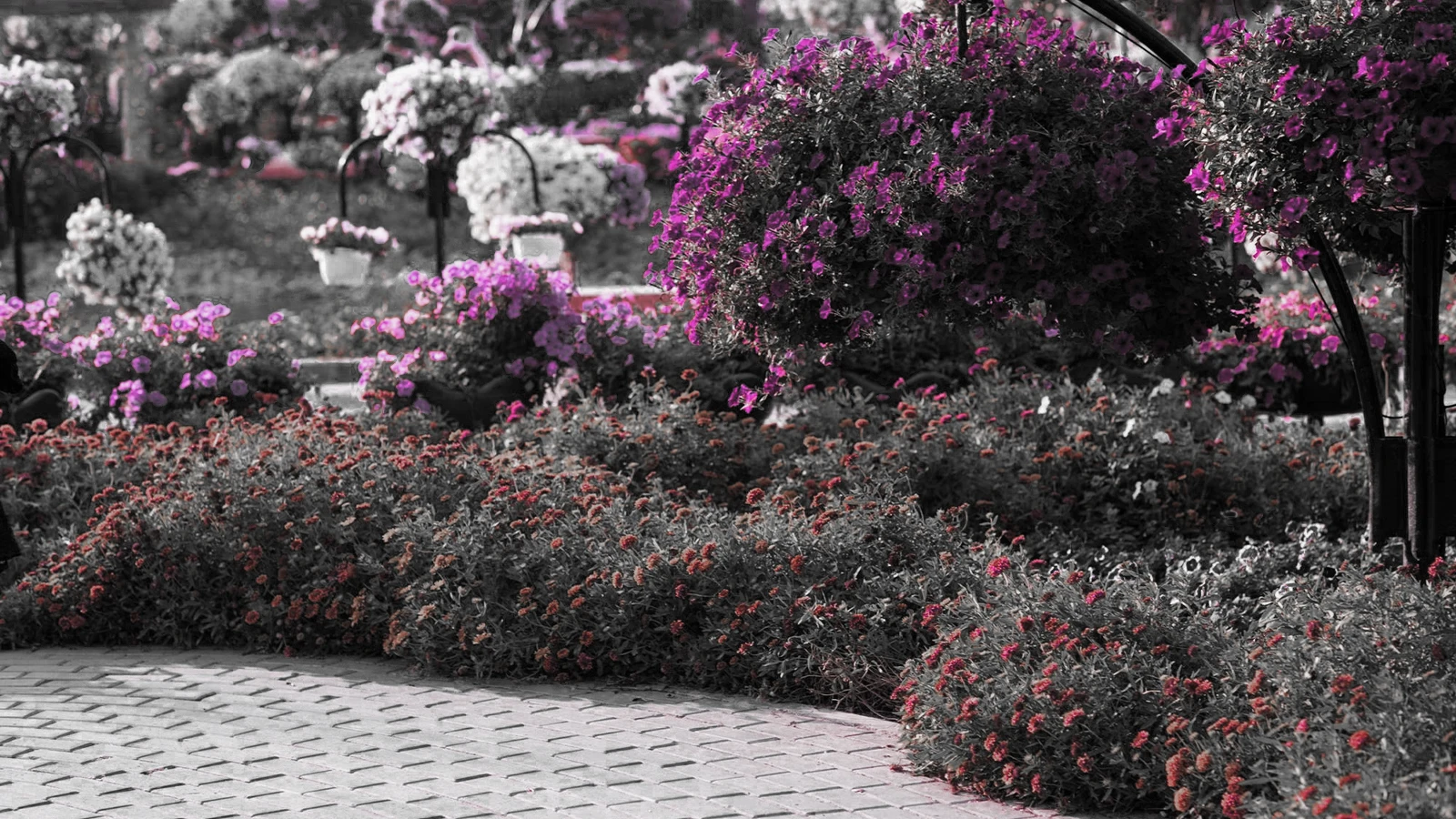 What do Colourblind People see