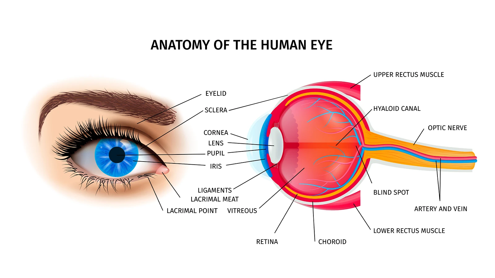 A Guide to the Structure of Eyes