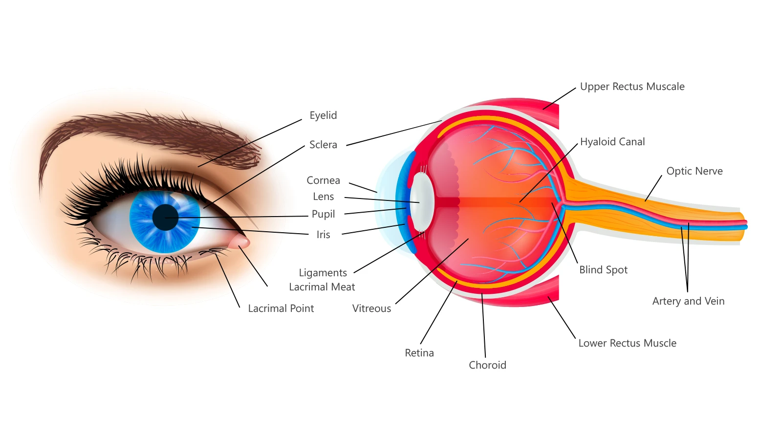 Symptoms of Axenfeld-Rieger Anomaly Syndrome