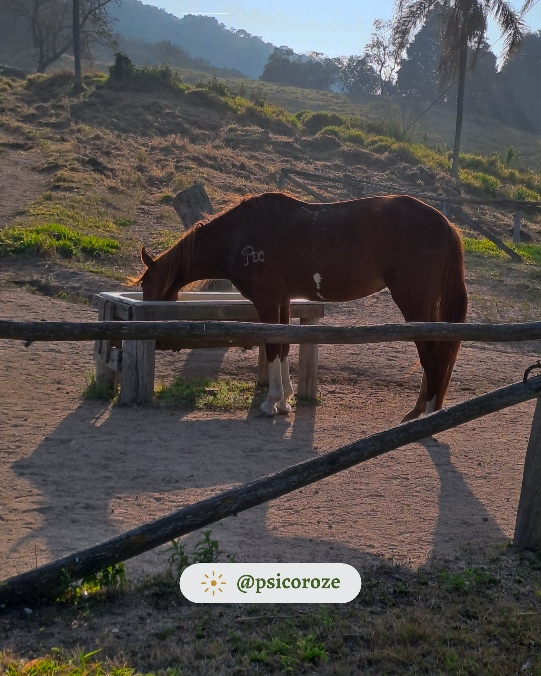 uma imagem de um cavalo no campo