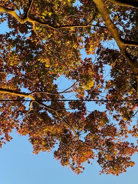 Backyard tree with autumn foliage