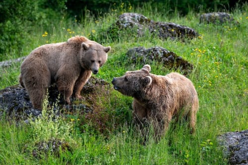 Parc naturel et animalier de Goldau