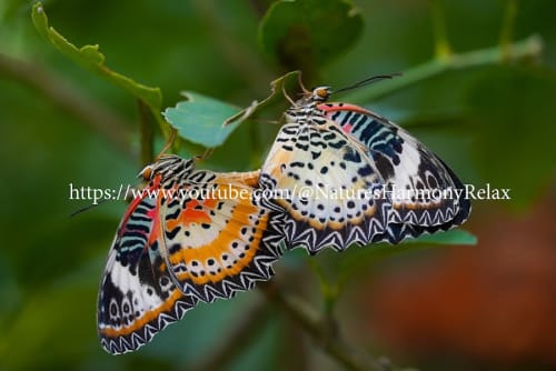 Siam Insect Zoo