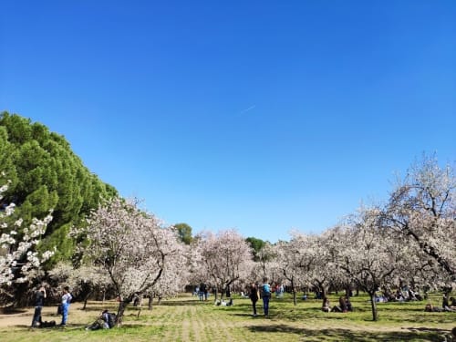 Parc Quinta de los Molinos