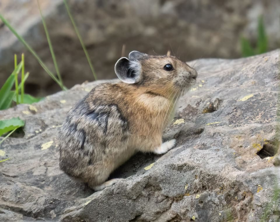 American Pika