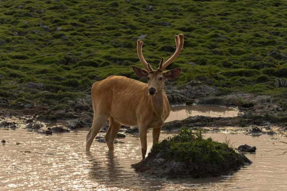 Barasingha