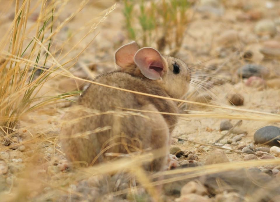 Bushy-tailed Woodrat