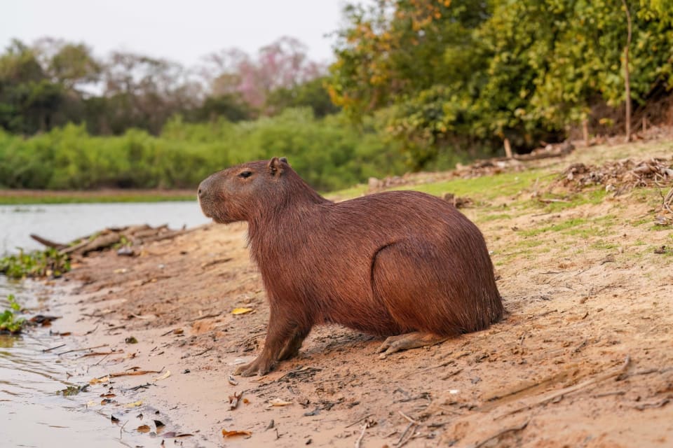 Capybara