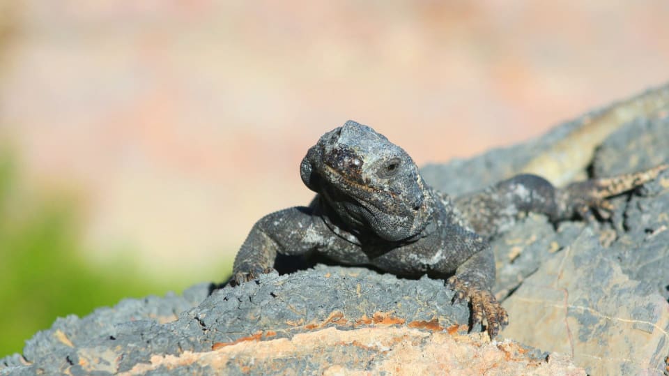 Chuckwalla