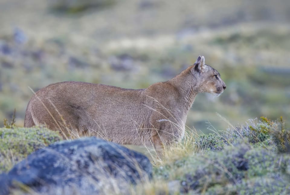 Cougar