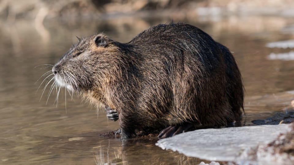 Coypu