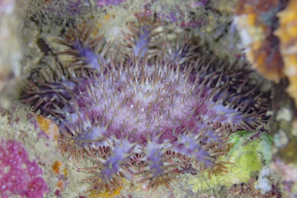 Crown-of-thorns Starfish
