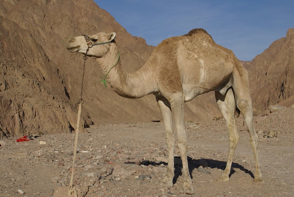 Dromedary