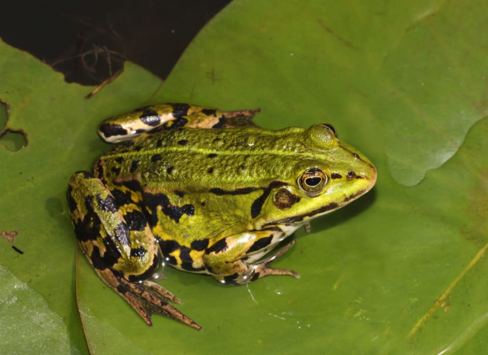 Edible Frog