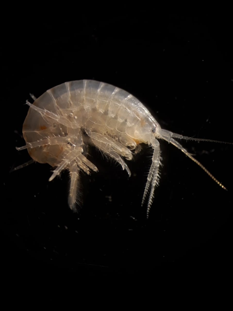 Gammarus
